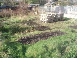 a view of the allotment with the remaining redcurrant